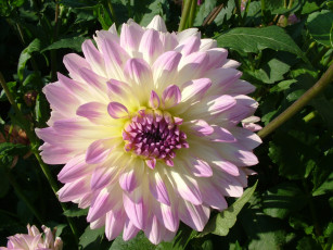 Картинка цветы георгины георгина