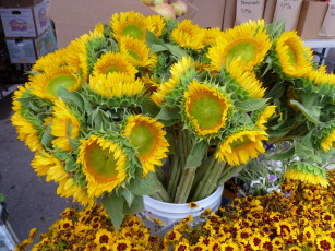 Картинка цветы подсолнухи