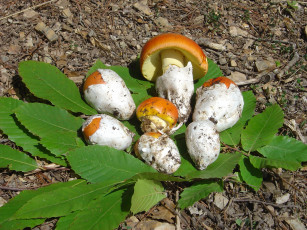 Картинка еда грибы грибные блюда листья