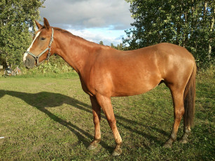 Картинка животные лошади лошадь луг