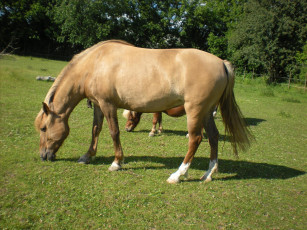 Картинка животные лошади луг лошадь