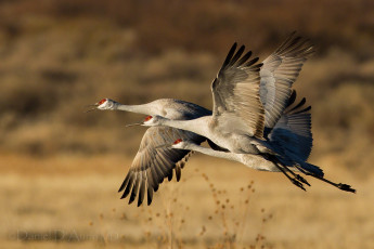 Картинка животные журавли крылья полет стая