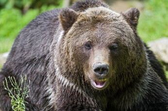 Картинка животные медведи хищник бурый