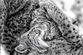 Картинка животные рыси чувства мило игра