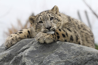 Картинка животные снежный барс ирбис камень отдых
