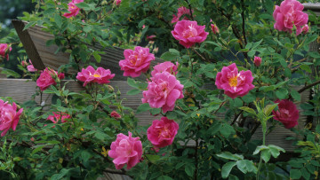 Картинка цветы розы куст