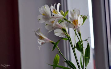 Картинка цветы альстромерия лепестки