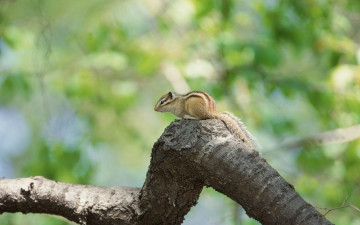 Картинка животные бурундуки белка