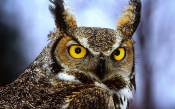 Картинка животные совы голова глаза перья