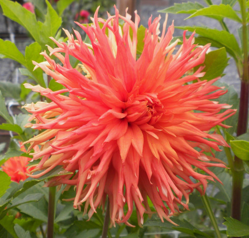 Обои картинки фото цветы, георгины, георгина