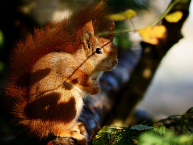 Обои картинки фото животные, белки, рыжий, хвост, блики