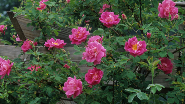 Обои картинки фото цветы, розы, куст