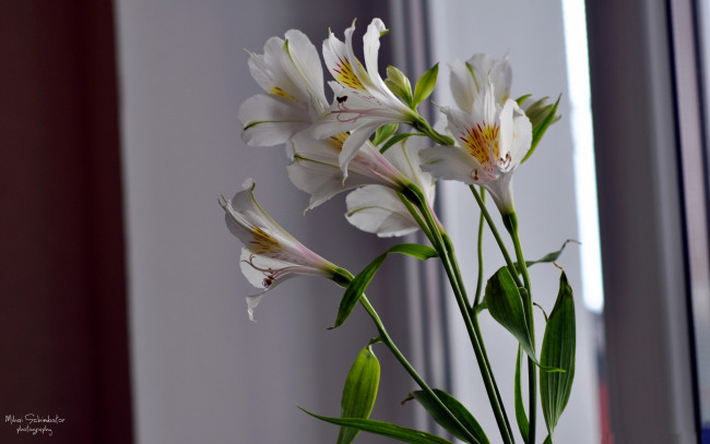 Обои картинки фото цветы, альстромерия, лепестки