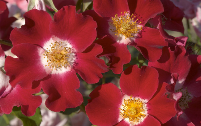 Обои картинки фото цветы, шиповник, лепестки