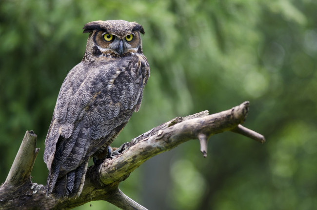 Обои картинки фото животные, совы, ветка, филин