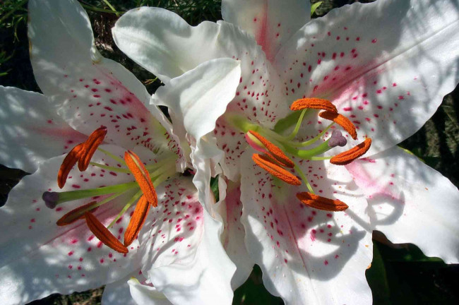 Обои картинки фото цветы, лилии, лилейники