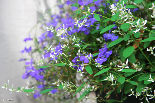 Обои картинки фото цветы, разные, вместе, синий, белый