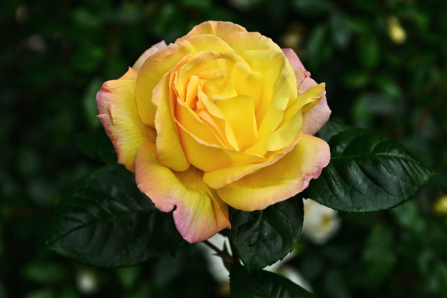 Обои картинки фото цветы, розы, желтый, лепестки