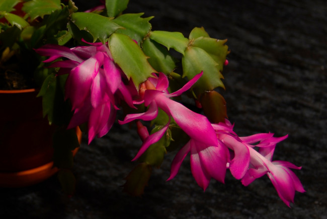 Обои картинки фото цветы, кактусы, рождественник