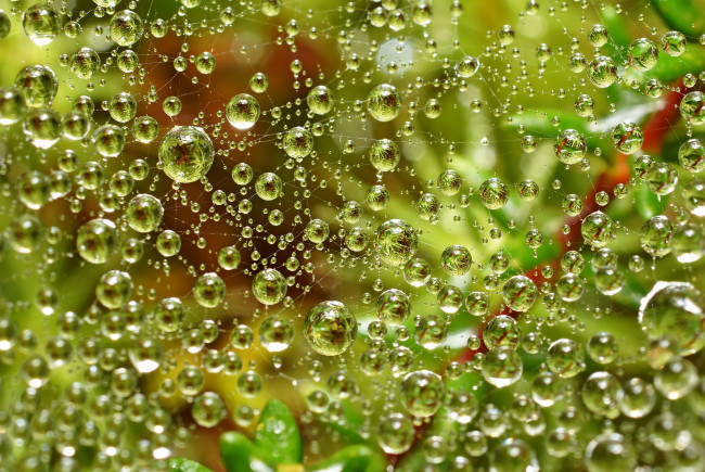 Обои картинки фото разное, капли, брызги, всплески, паутина, вода, зелень