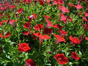 Картинка цветы петунии калибрахоа петунья