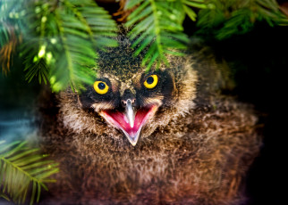 Картинка животные совы совенок