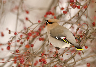 Картинка животные свиристели дерево ягоды