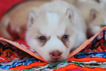 Картинка животные собаки щенок собака лайка коврик