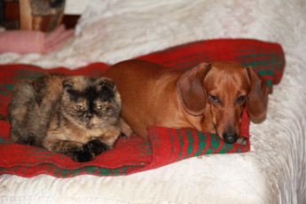 Картинка животные разные вместе кошка собака