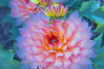 Картинка цветы георгины бутон лепестки цветок