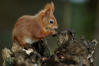 Картинка животные белки зверек