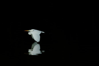 Картинка животные цапли белая отражение черный фон