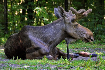 Картинка животные лоси отдых трава поляна вольер лось рога