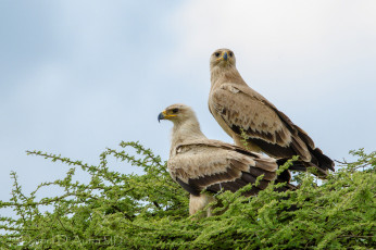 Картинка животные птицы хищники пара