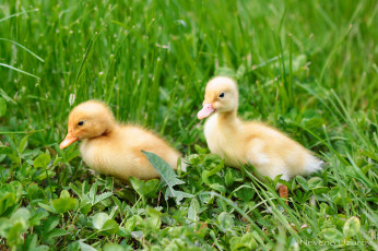 Картинка животные утки утята