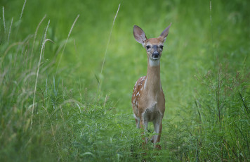 Картинка животные олени взгляд пятнистый олень трава луг настороженность