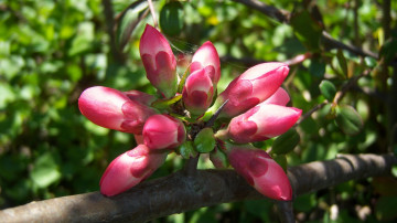 Картинка цветы айва