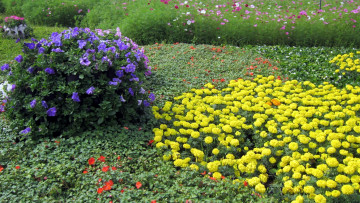 Картинка цветы разные вместе бархатцы петунии космея