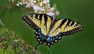 Картинка животные бабочки бабочка цветок
