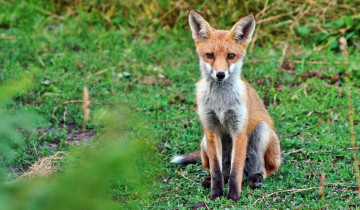 Картинка животные лисы луг трава лисичка