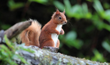 Картинка животные белки белка хвост взгляд