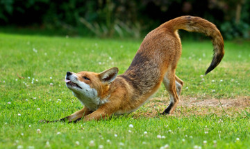 Картинка животные лисы трава лисичка луг