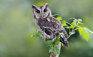 Картинка животные совы ветка взгляд глаза сова дерево