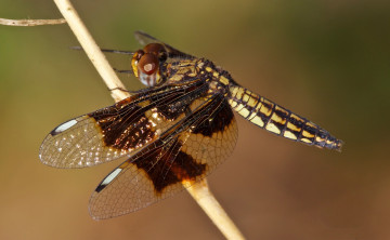 Картинка животные стрекозы стебелек стрекоза