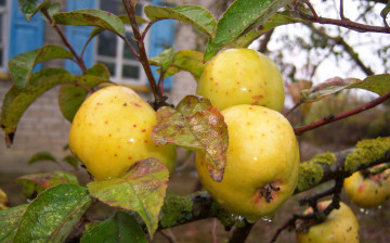 Картинка природа плоды семеренко