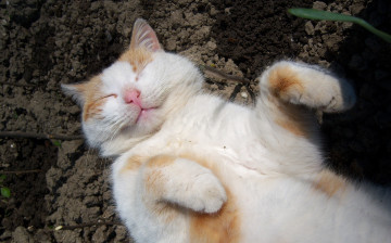 обоя животные, коты, кот