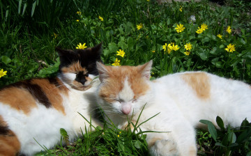 Картинка животные коты кот кошка