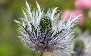 обоя цветы, Чертополох, репейник, колючки, цветок