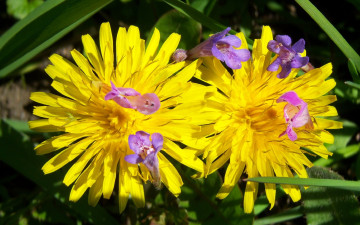 обоя цветы, одуванчики
