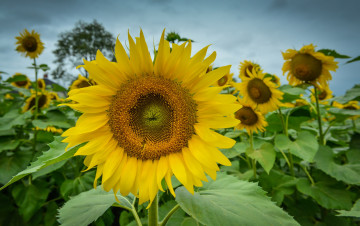 Картинка цветы подсолнухи поле